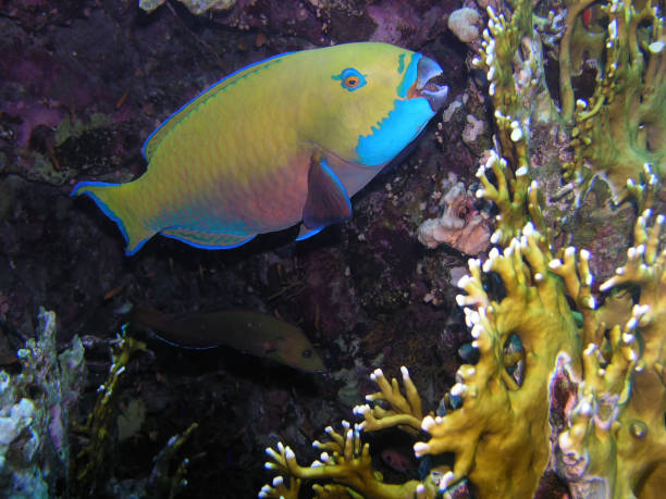 un poisson perroquet à tête raide (chlorurus microrhinos) - red sea taba sand reef photos et images de collection