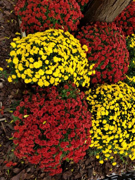 istock Red and yellow flowers 1184473873