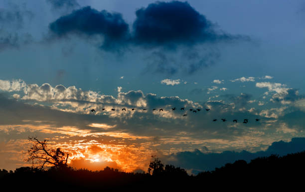 istock Silhouette of geese flying in the sky during sunset light rays atmospheric effect 1184474165