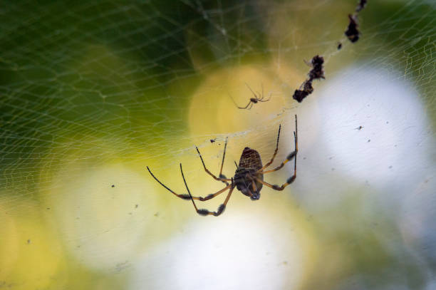 istock Golden Silk Orb-weaver Spider 1184476144