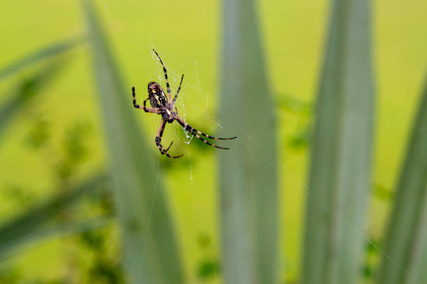 Macro photography of Spider on Spiderweb.