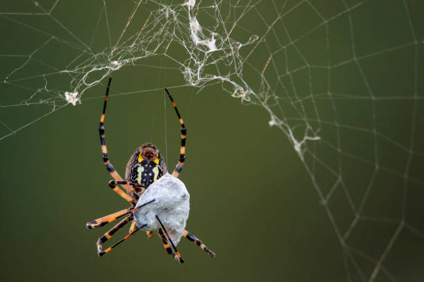 istock Golden Silk Orb-weaver Spider 1184476211