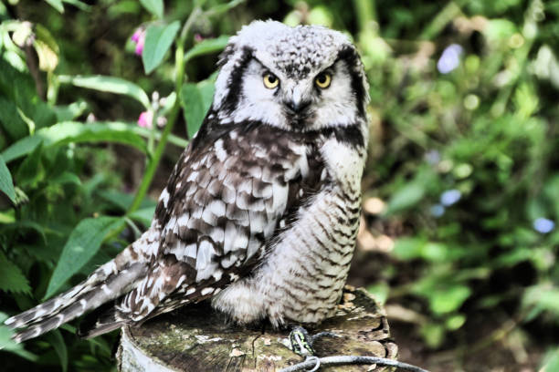 istock A view of a Hawk Owl in Shropshire 1184476271