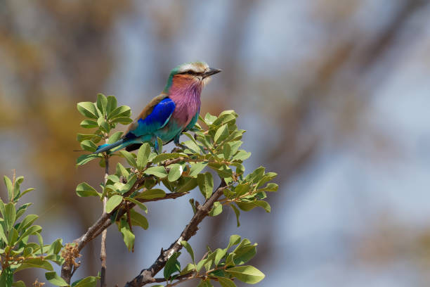 rullo dal petto lilla - coracias caudatus - magenta colorato, uccello blu e verde in africa, ampiamente distribuito nell'africa sub-sahariana, vagabondo nella penisola arabica, preferisce boschi aperti e savana - clothing east africa color image colors foto e immagini stock