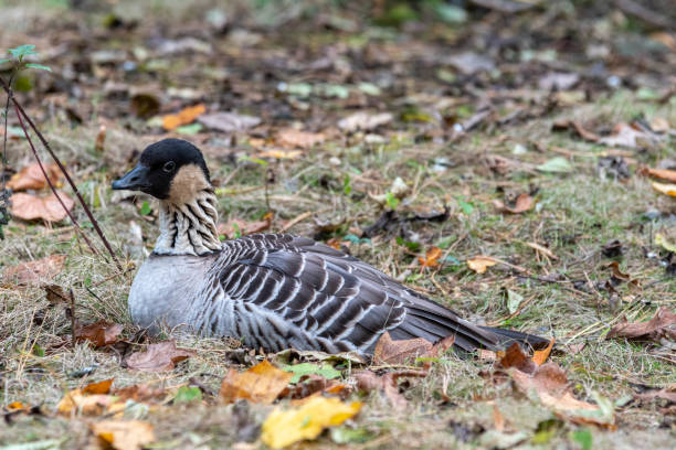 istock Nene or Hawaiian Goose Resting on Grass 1184476461