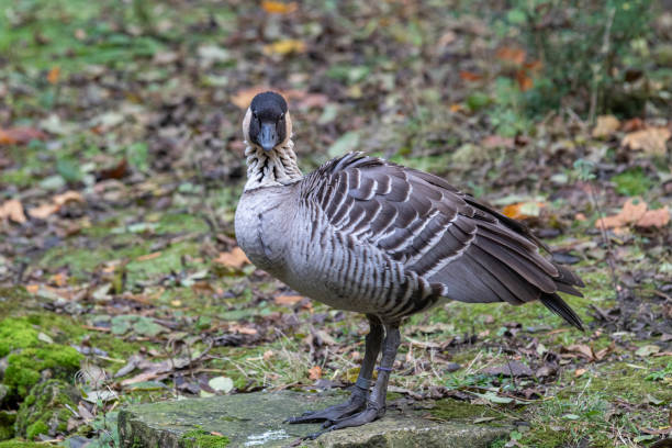 istock Nene or Hawaiian Goose Standing on a Rock 1184476483