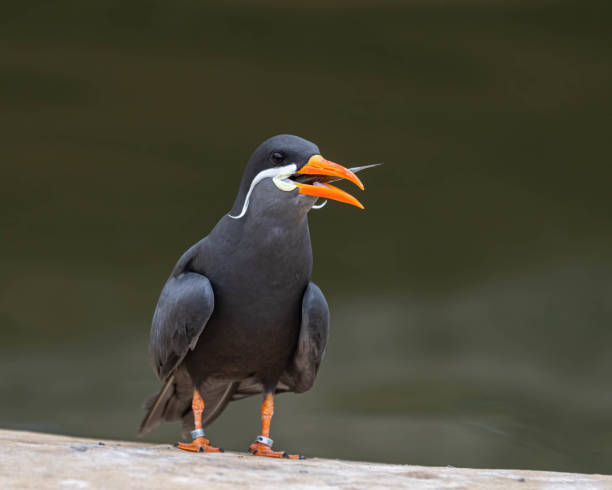istock Inca Tern Trying to Swallow a Fish 1184476491