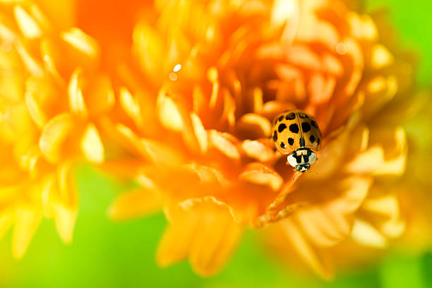 istock Ladybug sitting on top of orange flower 118447757