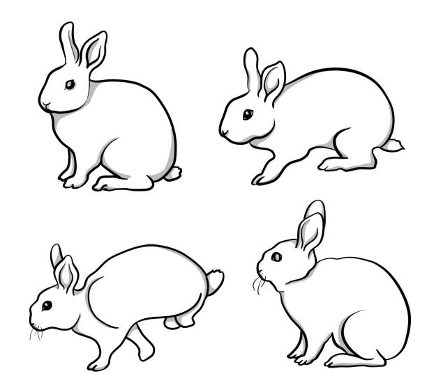 illustrazioni stock, clip art, cartoni animati e icone di tendenza di conigli vivaci - rabbit hairy gray animal