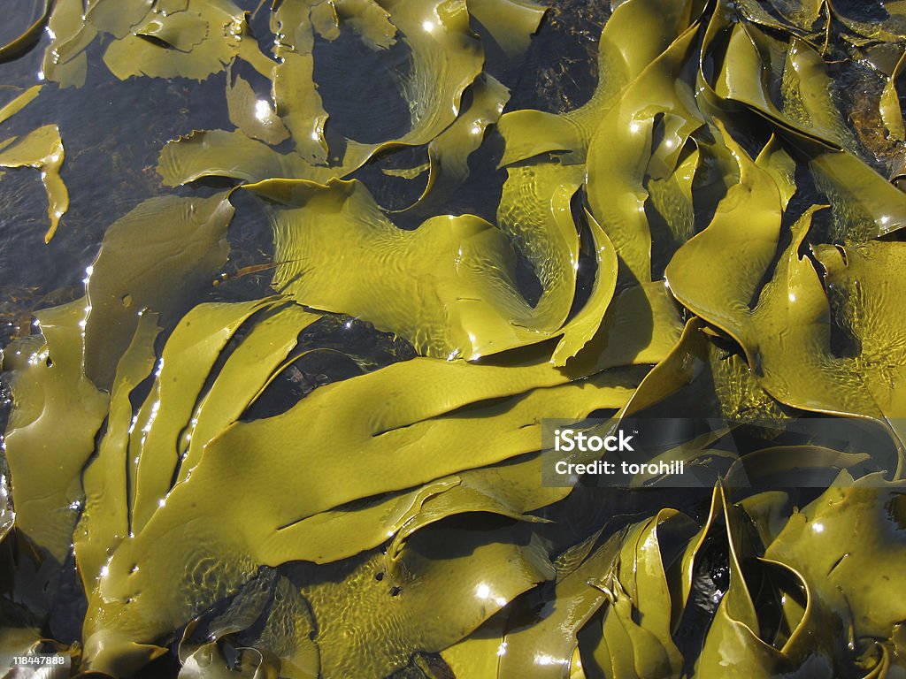 Nahaufnahme von Algen und Seetang auf dem Wasser Oberfläche, vertikale Blick - Lizenzfrei Seetang Stock-Foto