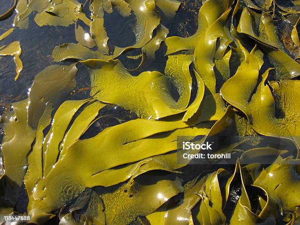 Nahaufnahme Von Algen Und Seetang Auf Dem Wasser Oberfläche Vertikale Blick Stockfoto und mehr Bilder von Seetang