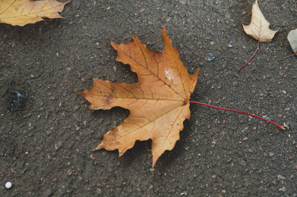 istock Dry brown autumn fallen maple leaf on black earth. 1184478909