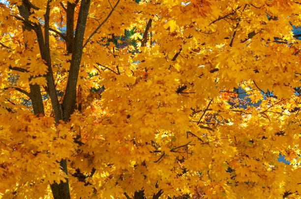 istock Yellow-green leaves maple.?Bright autumn time. 1184478971