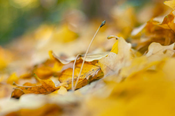 istock Blurred. Fallen yellow leaves maple close-up. 1184479026