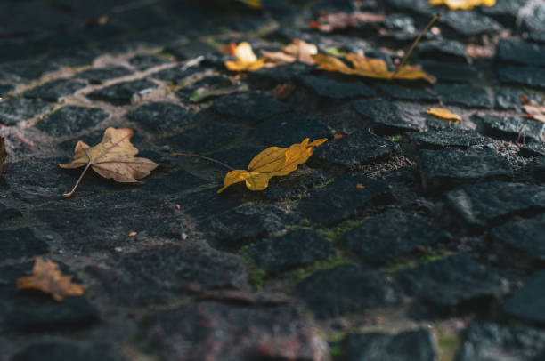 istock Fallen Yellow Maple Leaves on stone pavement. 1184479389