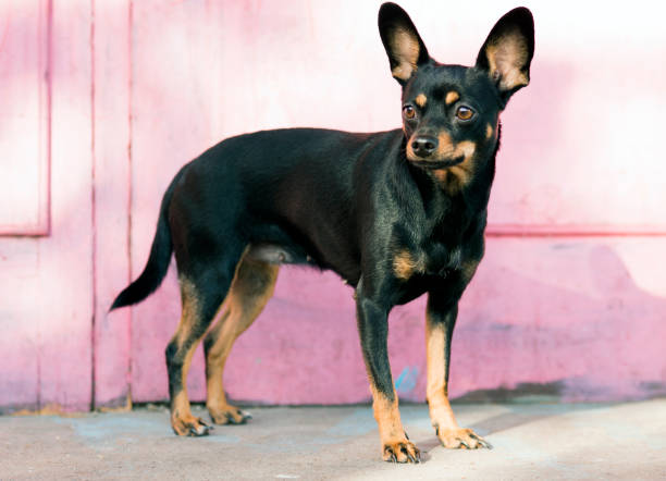 istock Black toy terrier posing on a pink background 1184479807