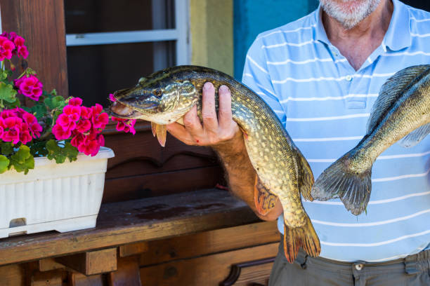 istock Fisherman holding a Northern Pike Esox lucius 1184480360