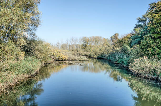 istock Reflective creek in Biesbosch national park 1184480613