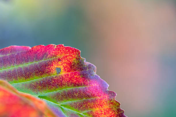 istock Colorful autumn leaf 1184480881