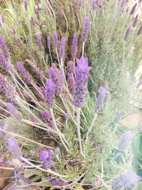 istock Lavender Flowers in Bloom 1184482206