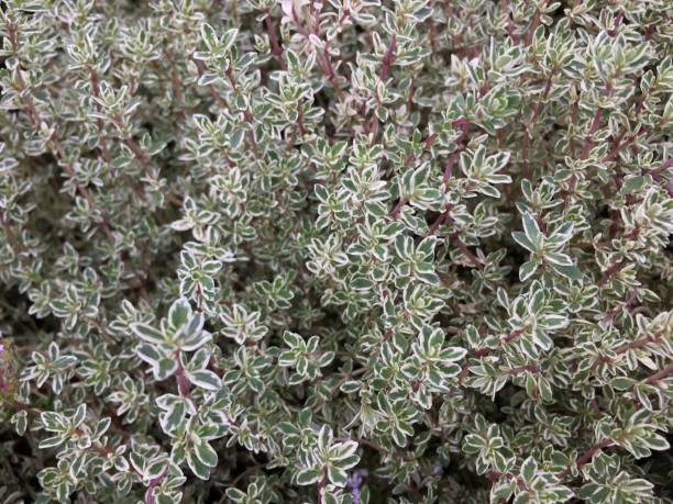istock Organic Variegated Thyme Herb Plant Close-Up Nature Background 1184482805