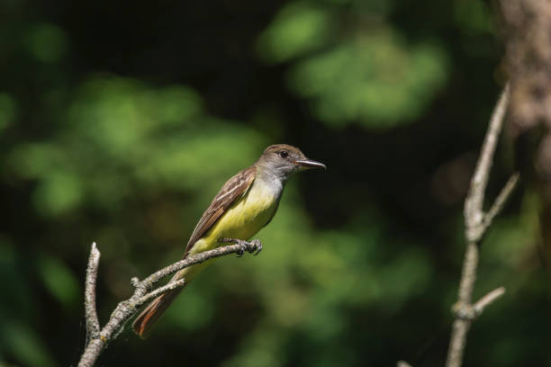 istock Great crested flycatcher in the spring near the nest 1184483088