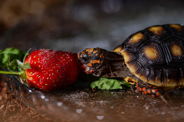Turtle in forest
