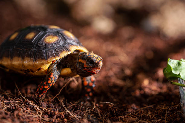Chelonoidis carbonaria - Red Footed Tortoise eating strawberry stock photo