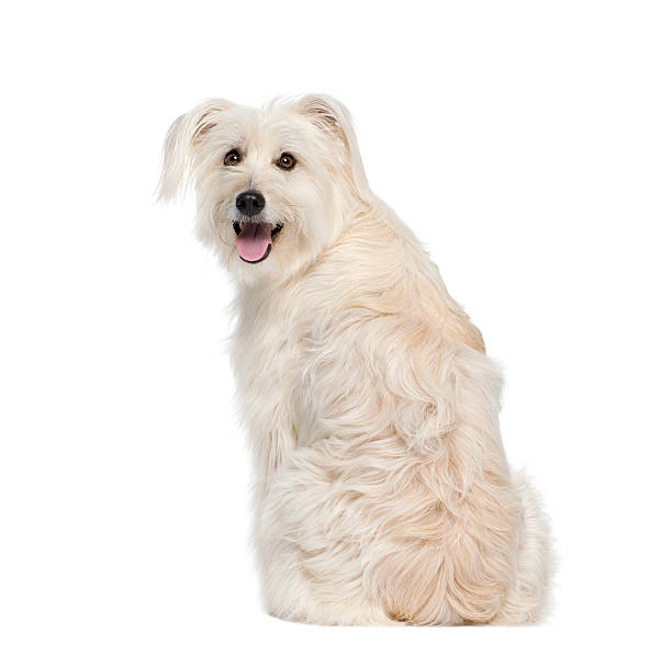 istock back view of a Pyrenean Shepherd against white background 118448479