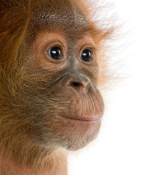 крупный план на детские суматранский орангутан (4 месяцев - menari стоковые фото и изображения
