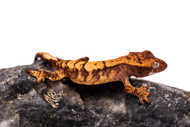 istock Baby crested gecko on isolated white background 1184486718