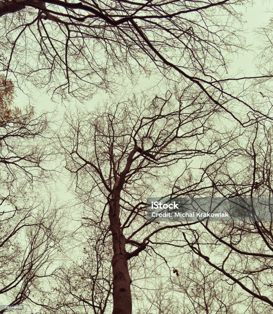 Otoño treetops - Foto de stock de Aire libre libre de derechos