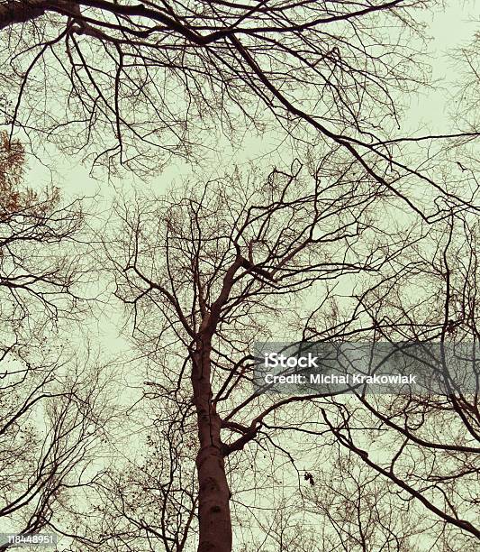 Otoño Treetops Foto de stock y más banco de imágenes de Aire libre - Aire libre, Boscaje, Bosque