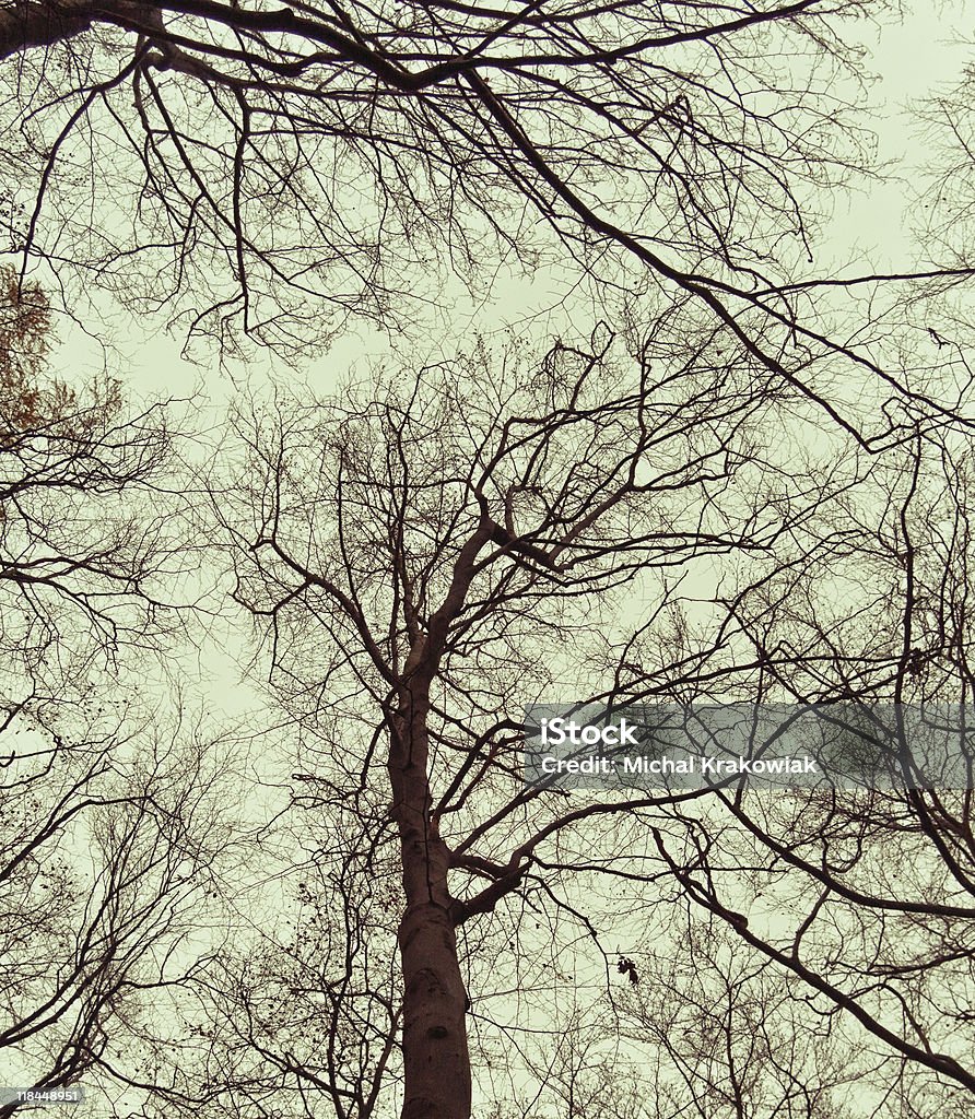 Осенний treetops - Стоковые фото Без людей роялти-фри