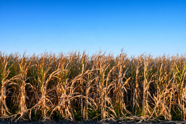 Corn plantation dry and withered