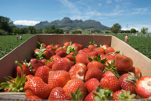 Freshly picked strawberries stock photo