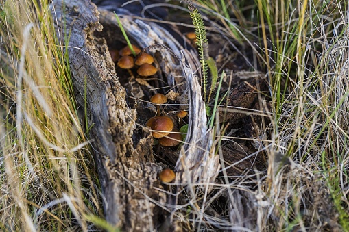 Beautiful view of mashrooms on old tree bit through yellow and green grass blades. Gorgeous nature backgrounds.