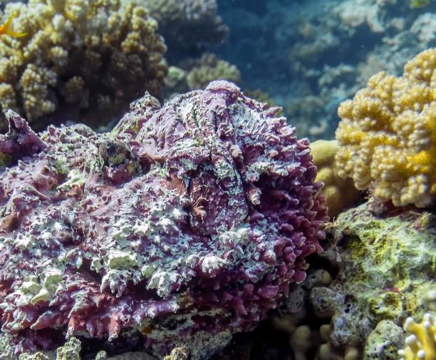 poisson de pierre de récif (synanceia verrucosa) dans la mer rouge - red sea taba sand reef photos et images de collection