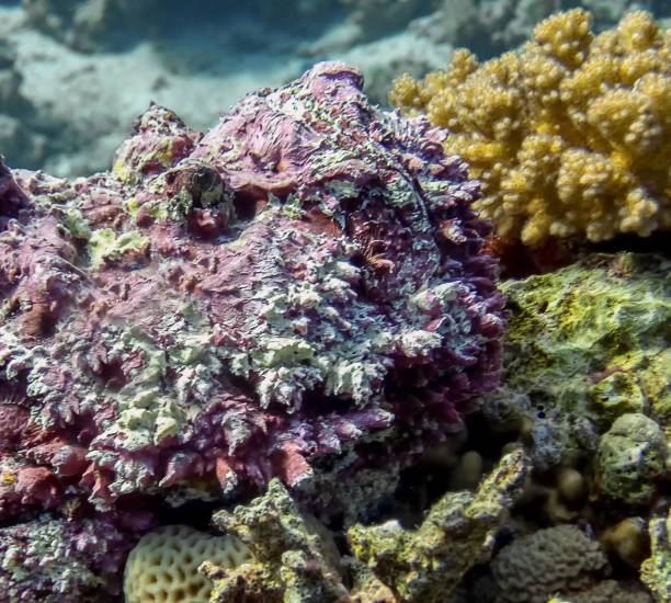 紅海のリーフストーンフィッシュ(シナンシア・ベルコサ) - red sea taba sand reef ストックフォトと画像