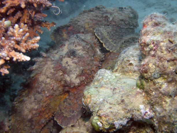 poisson de pierre de récif (synanceia verrucosa) dans la mer rouge - red sea taba sand reef photos et images de collection