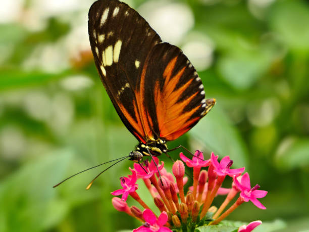 istock Red-black-white butterfly drinking nectar from red flowers 1184491846