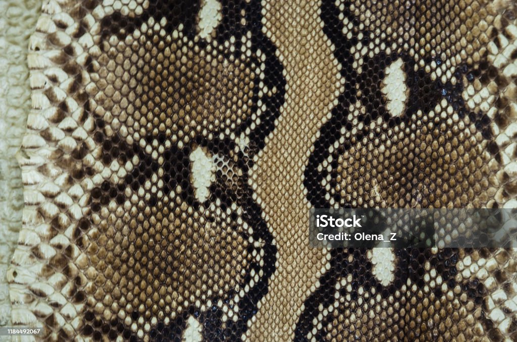 Python Snake Scan Pattern Python Skin Texture Snake Skin Pattern Stock Photo - Download Image Now ...