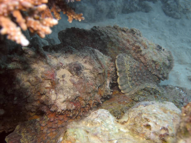 poisson de pierre de récif (synanceia verrucosa) dans la mer rouge - red sea taba sand reef photos et images de collection