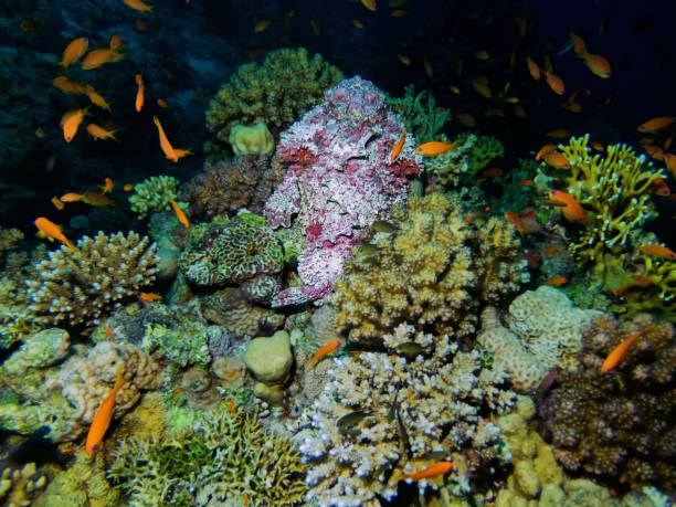 紅海のリーフストーンフィッシュ(シナンシア・ベルコサ) - red sea taba sand reef ストックフォトと画像