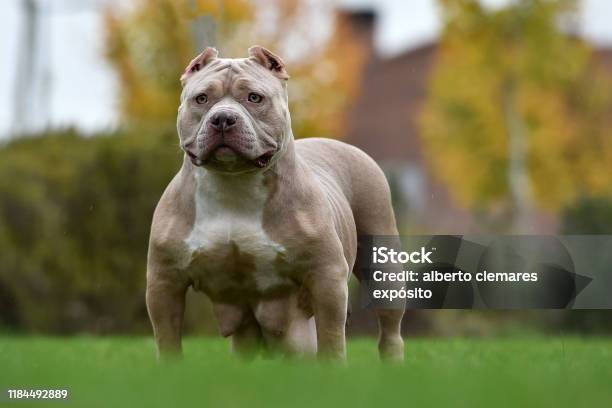 American Bully Pocket Stock Photo - Download Image Now - American Bully, Dog, Large