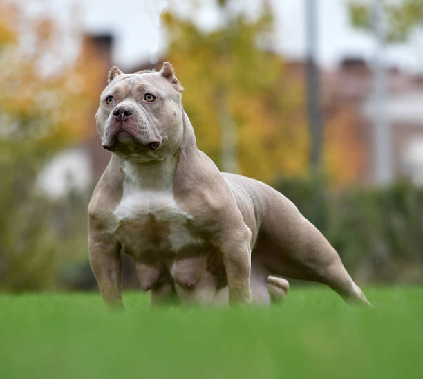American bully pocket spanish bull in bullring american bully dog stock pictures, royalty-free photos & images