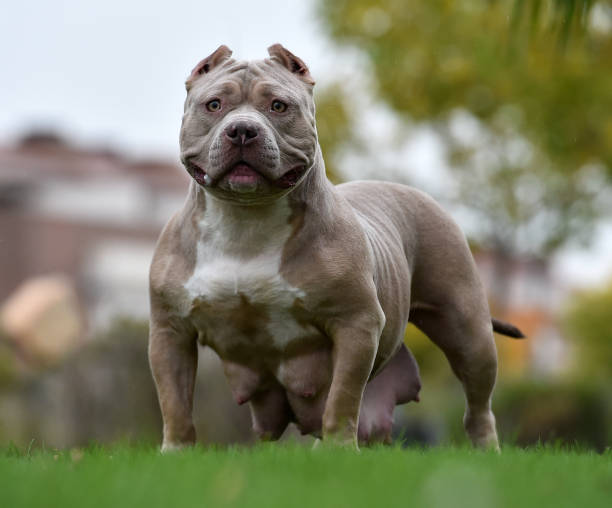 American bully American bully american bully dog stock pictures, royalty-free photos & images