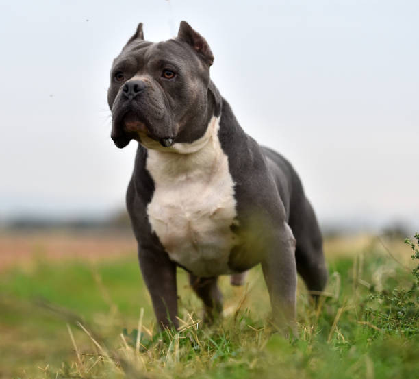 Pit bull Pit bull american pit bull terrier stock pictures, royalty-free photos & images