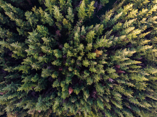 istock Pine forest in the Andes of Chile 1184493195