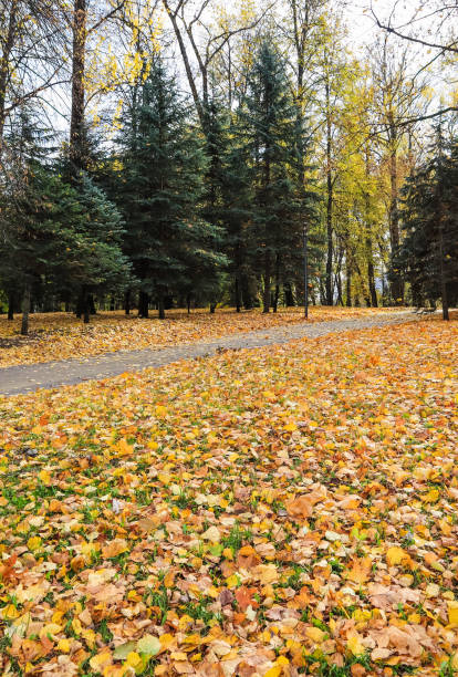 istock Fallen yellow leaves in the park. Autumn background 1184493238